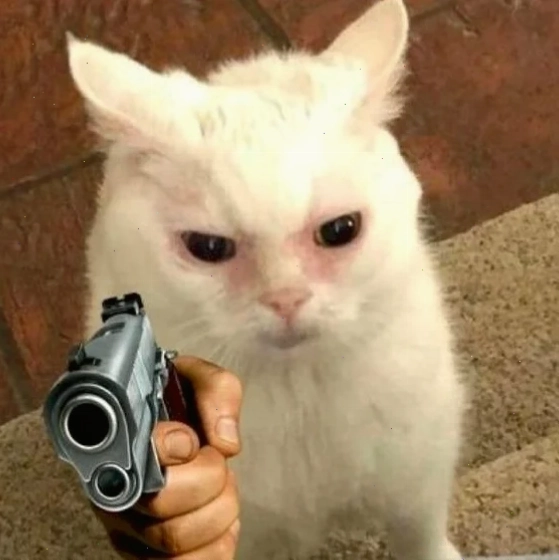 Mèo hài meme mèo chỉa súng hài hước