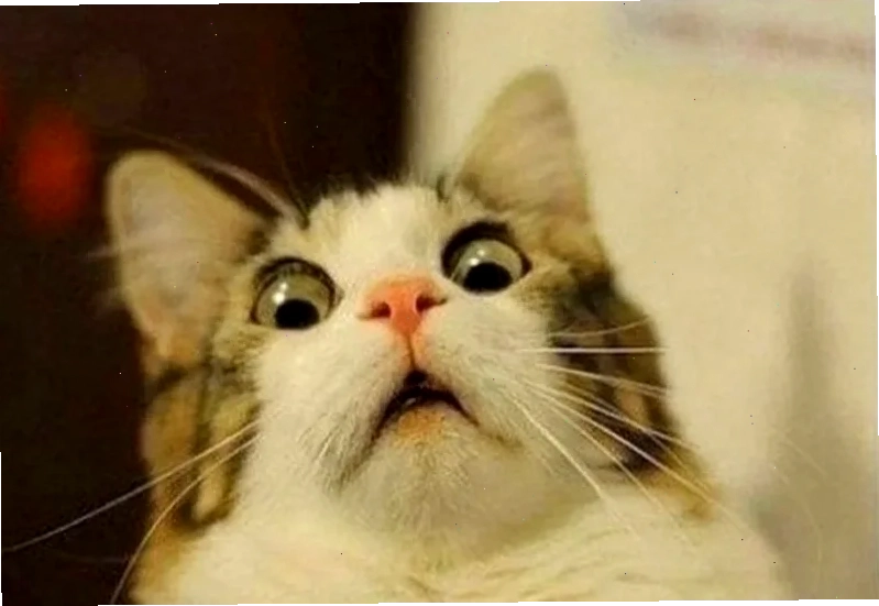 Mèo chuối bất ngờ meme mèo chuối ngạc nhiên đầy sáng tạo