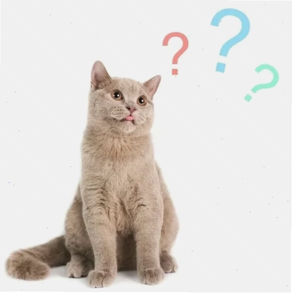 meme mèo cười gượng