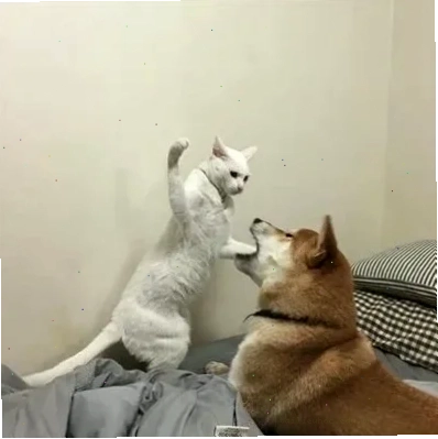 meme mèo đấm nhau meme mèo đấm nhau ánh mắt