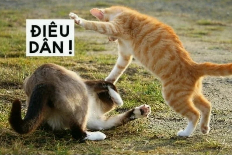 meme mèo đấm nhau meme mèo đấm nhau bá đạo