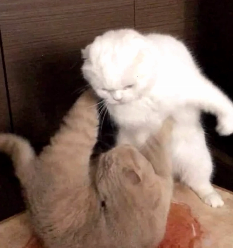meme mèo đấm nhau meme mèo đấm nhau bá đạo
