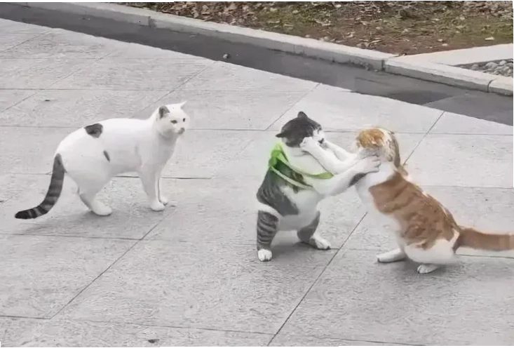 meme mèo đấm nhau meme mèo đấm nhau biểu cảm buồn cười