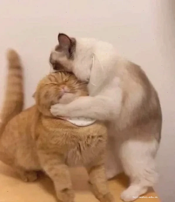 meme mèo đấm nhau meme mèo đấm nhau cú đấm mạnh