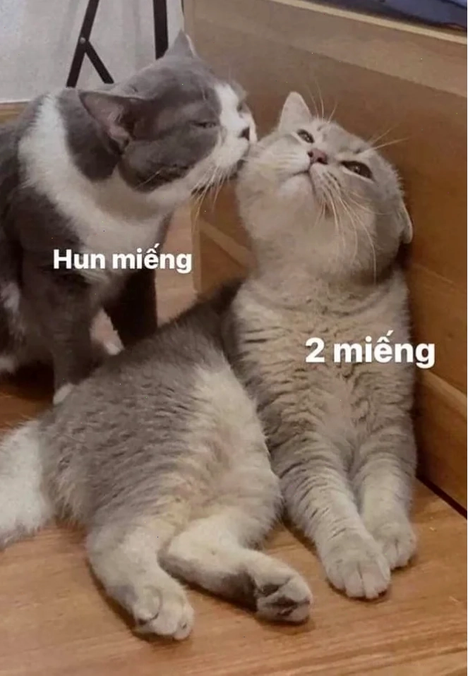 meme mèo đấm nhau meme mèo đấm nhau cười ngất