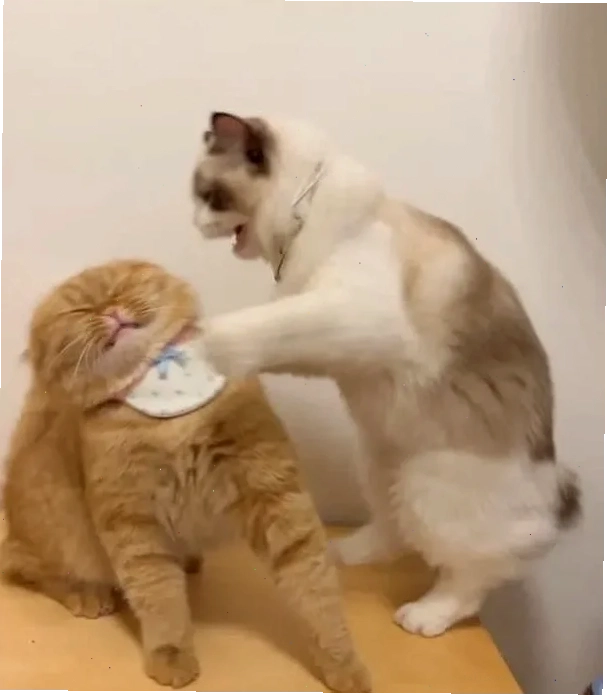 meme mèo đấm nhau meme mèo đấm nhau đầy tức cười