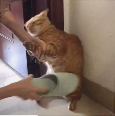 meme mèo đấm nhau meme mèo đấm nhau giữa các chú chuột