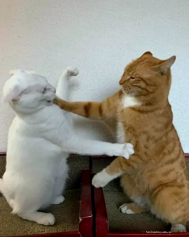 meme mèo đấm nhau meme mèo đấm nhau giữa mèo và chó
