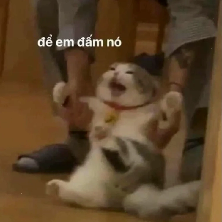 meme mèo đấm nhau meme mèo đấm nhau hài