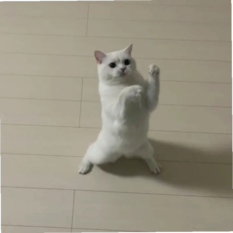 meme mèo đấm nhau meme mèo đấm nhau hài hước