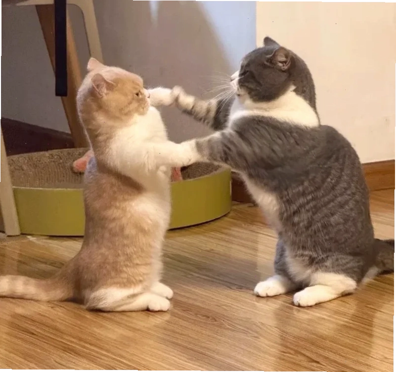 meme mèo đấm nhau meme mèo đấm nhau ngầu