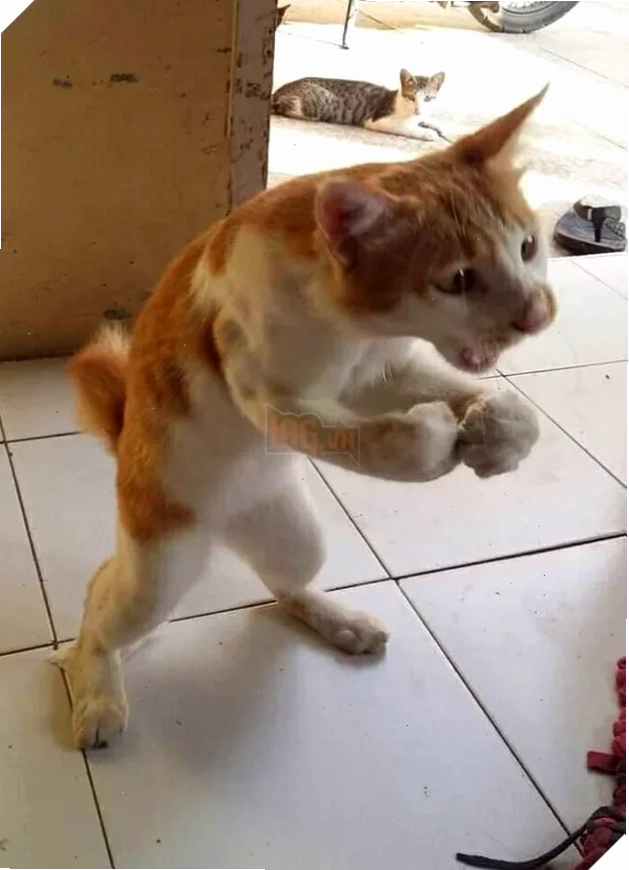 meme mèo đấm nhau meme mèo đấm nhau nhìn hài