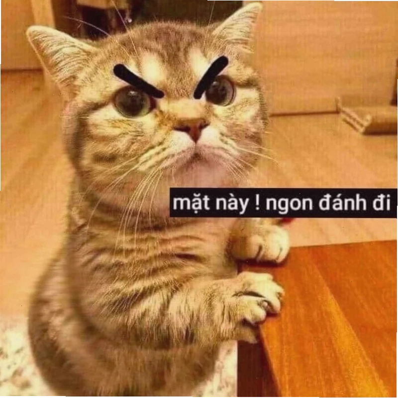 meme mèo đấm nhau meme mèo đấm nhau phong cách võ thuật