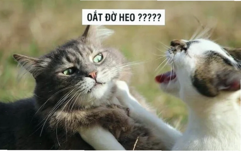 meme mèo đấm nhau meme mèo đấm nhau quyền Anh
