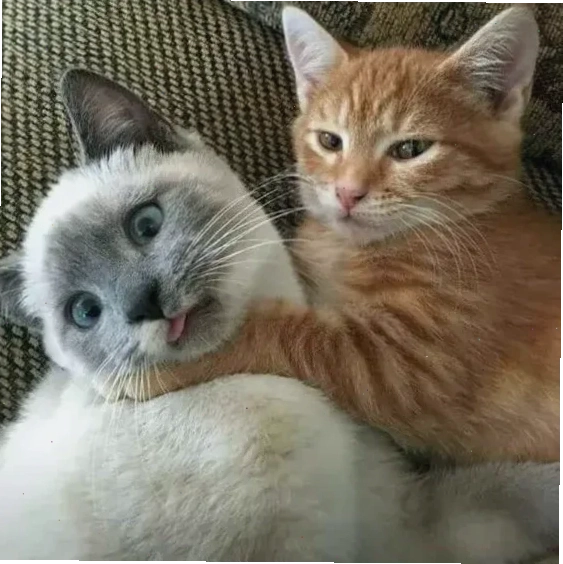 meme mèo đấm nhau meme mèo đấm nhau so găng bá đạo