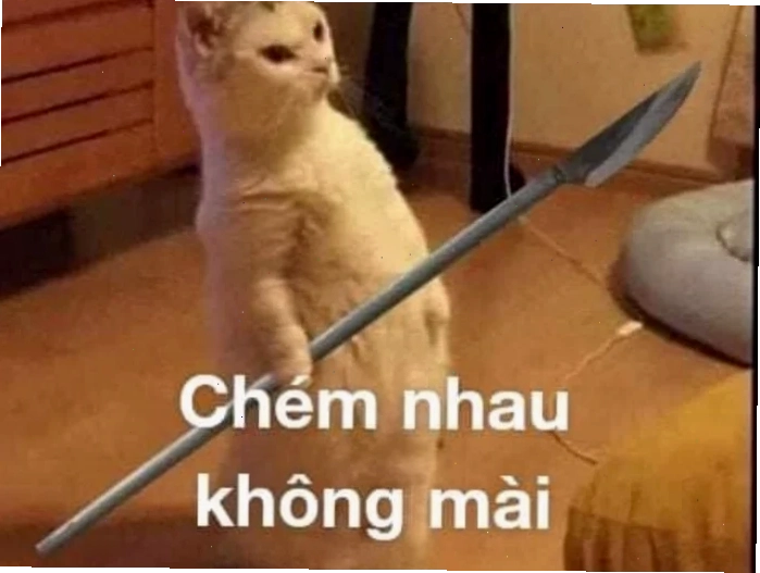 meme mèo đấm nhau meme mèo đấm nhau thích