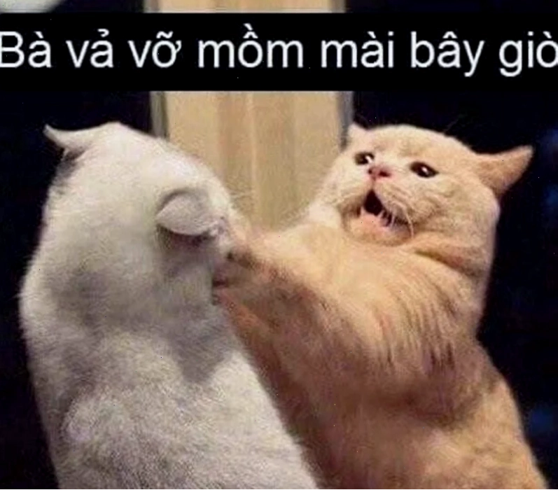 meme mèo đấm nhau meme mèo đấm nhau tư thế bá