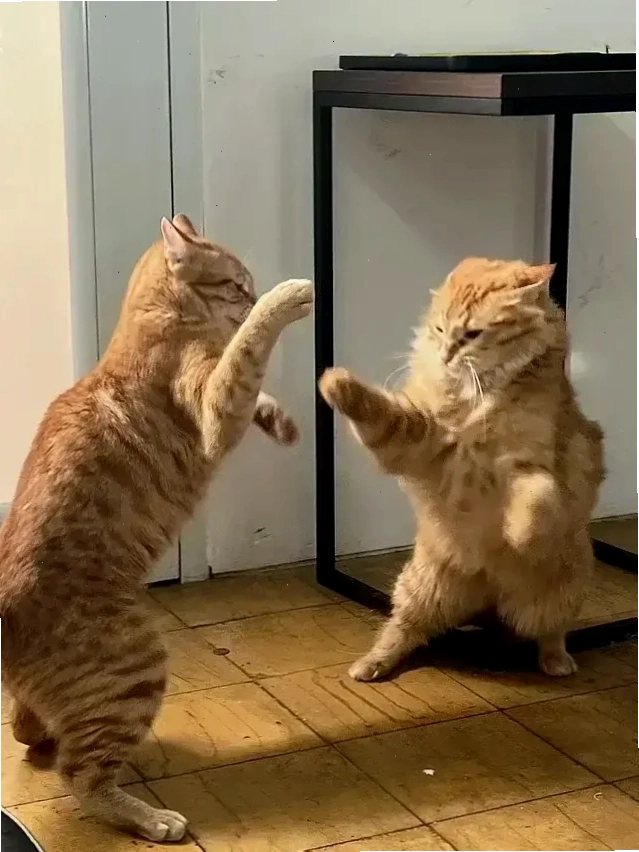 meme mèo đấm nhau meme mèo đấm nhau tư thế ngầu