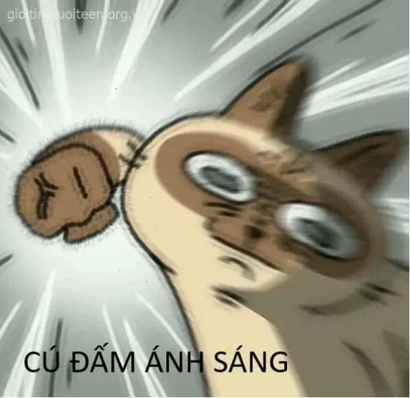 meme mèo đấm nhau meme mèo đấm nhau vỗ đầu