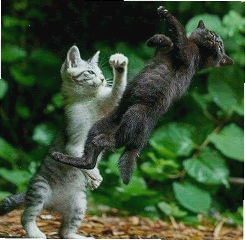 meme mèo đấm nhau meme mèo đấm nhau võ sĩ