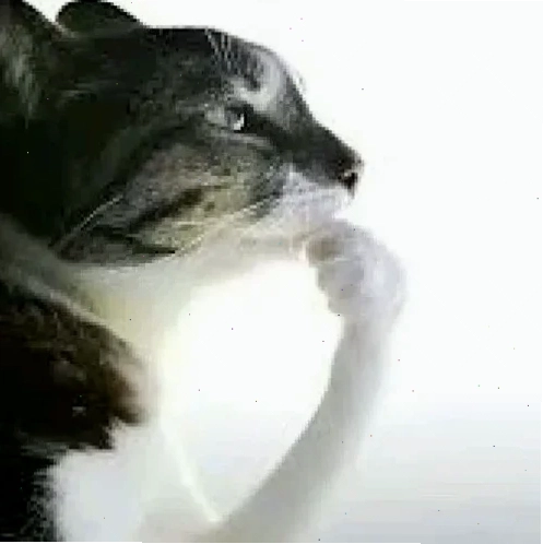 Mèo bất động meme mèo đang suy nghĩ