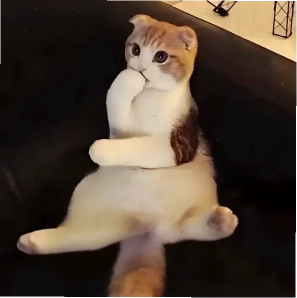 Mèo nhìn xa meme mèo đang suy nghĩ về tương lai