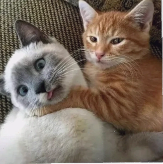meme mèo đánh lộn meme mèo đánh lộn bá đạo