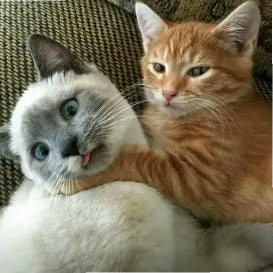 meme mèo đánh lộn meme mèo đánh lộn bá đạo