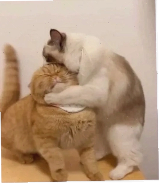 meme mèo đánh lộn meme mèo đánh lộn bóp cổ