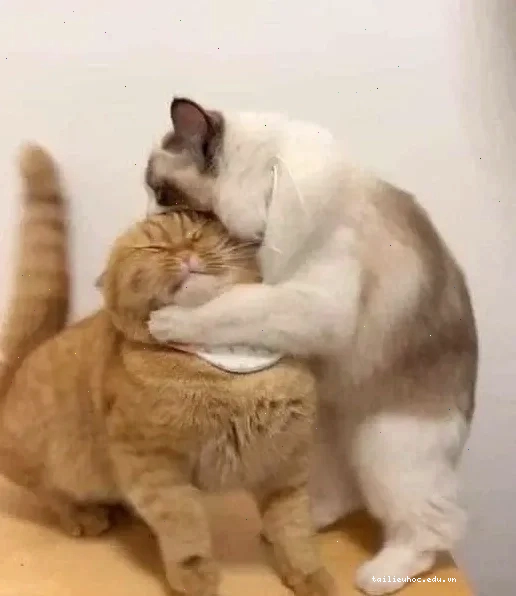 meme mèo đánh lộn meme mèo đánh lộn bóp cổ