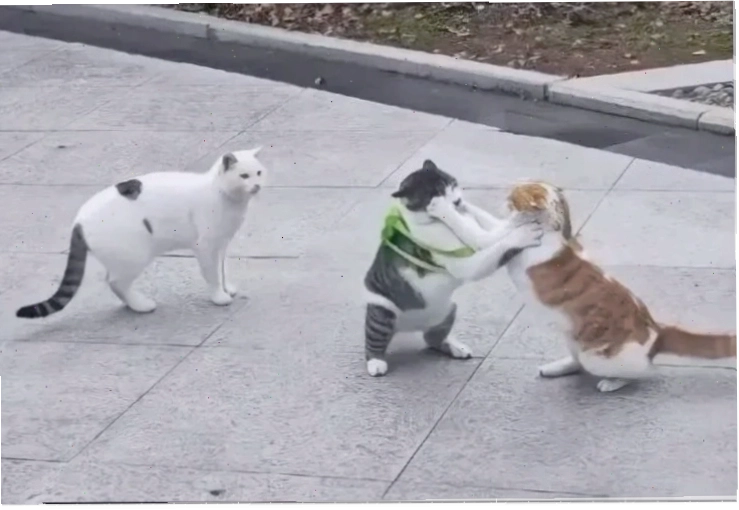 meme mèo đánh lộn meme mèo đánh lộn chiến đấu