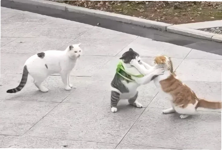 meme mèo đánh lộn meme mèo đánh lộn chiến đấu
