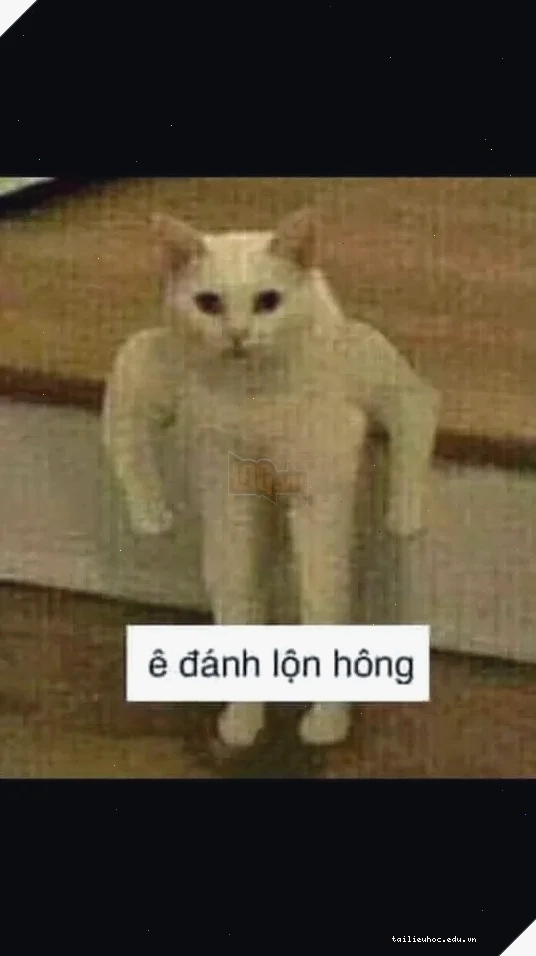 meme mèo đánh lộn meme mèo đánh lộn chiến hài