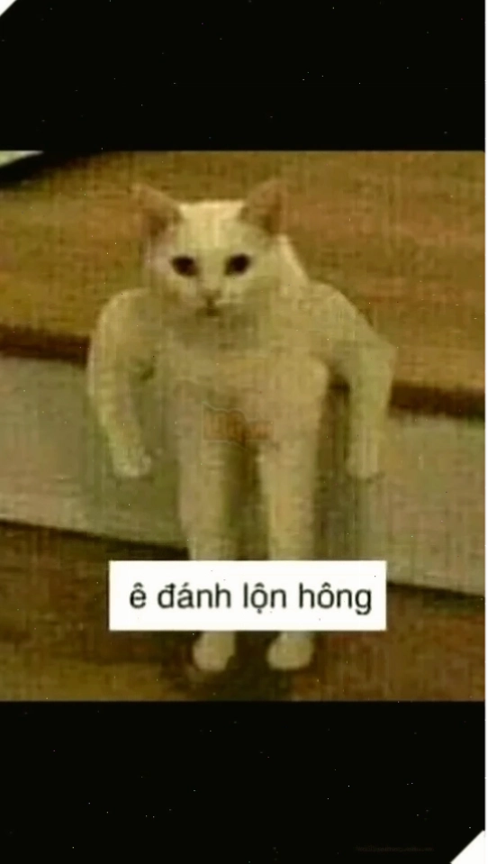 meme mèo đánh lộn meme mèo đánh lộn chiến hài