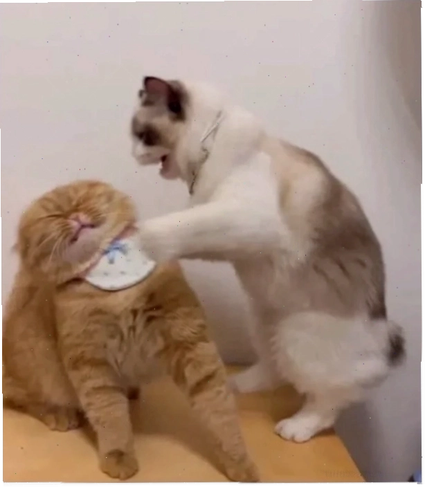 meme mèo đánh lộn meme mèo đánh lộn cùng chú chó