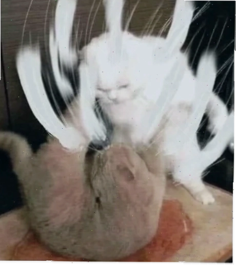 meme mèo đánh lộn meme mèo đánh lộn diễn viên