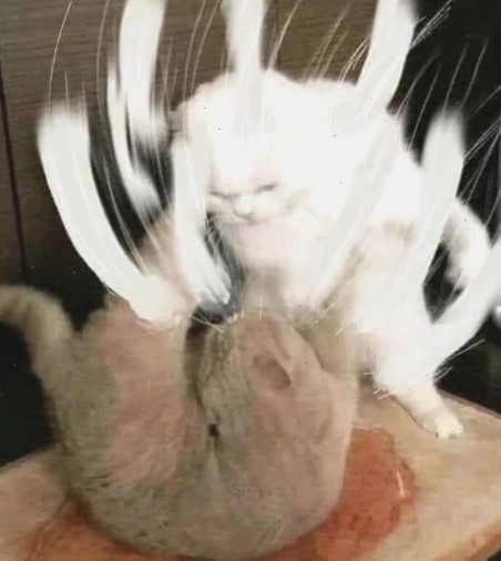 meme mèo đánh lộn meme mèo đánh lộn diễn viên