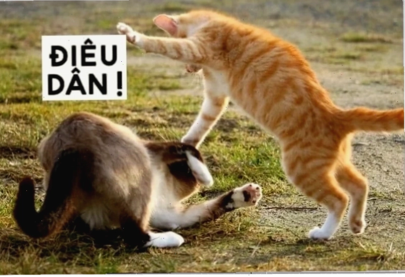 meme mèo đánh lộn meme mèo đánh lộn hài