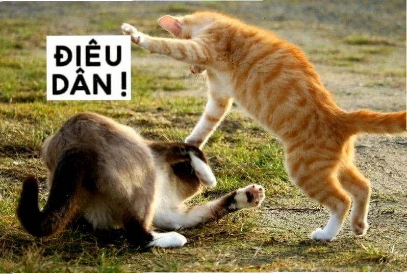 meme mèo đánh lộn meme mèo đánh lộn hài