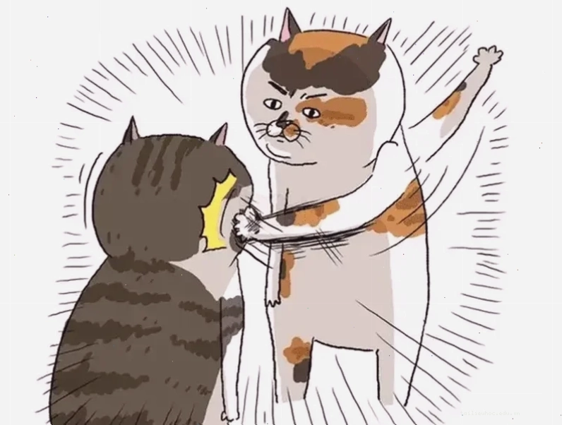 meme mèo đánh lộn meme mèo đánh lộn hài hước