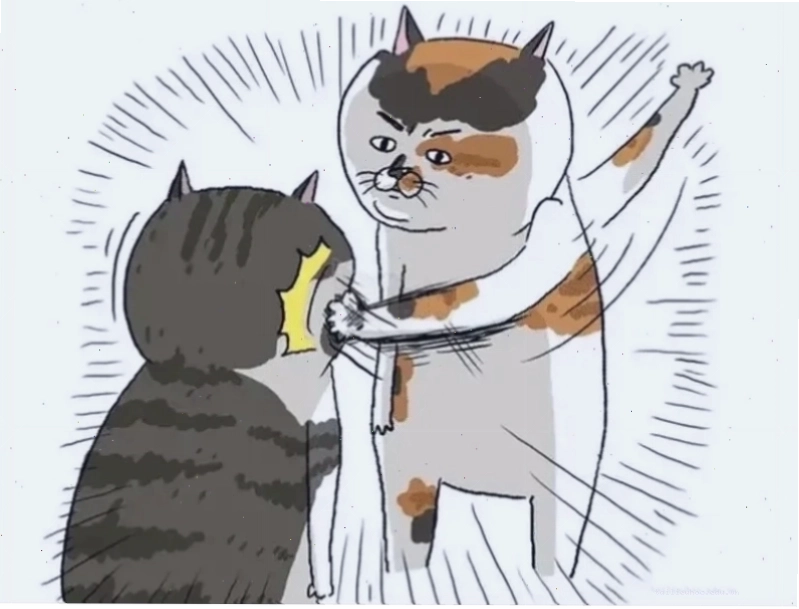 meme mèo đánh lộn meme mèo đánh lộn hài hước