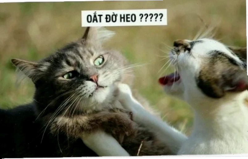 meme mèo đánh lộn meme mèo đánh lộn hài hước