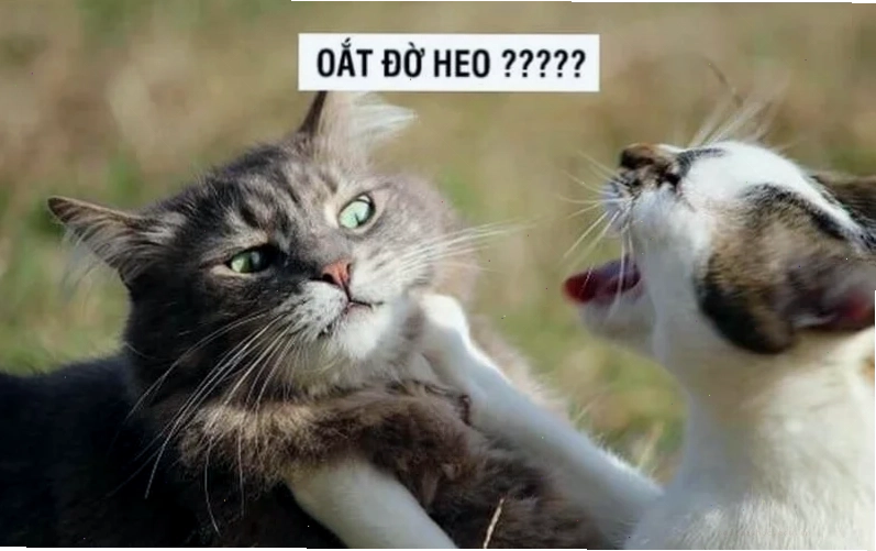 meme mèo đánh lộn meme mèo đánh lộn hài hước