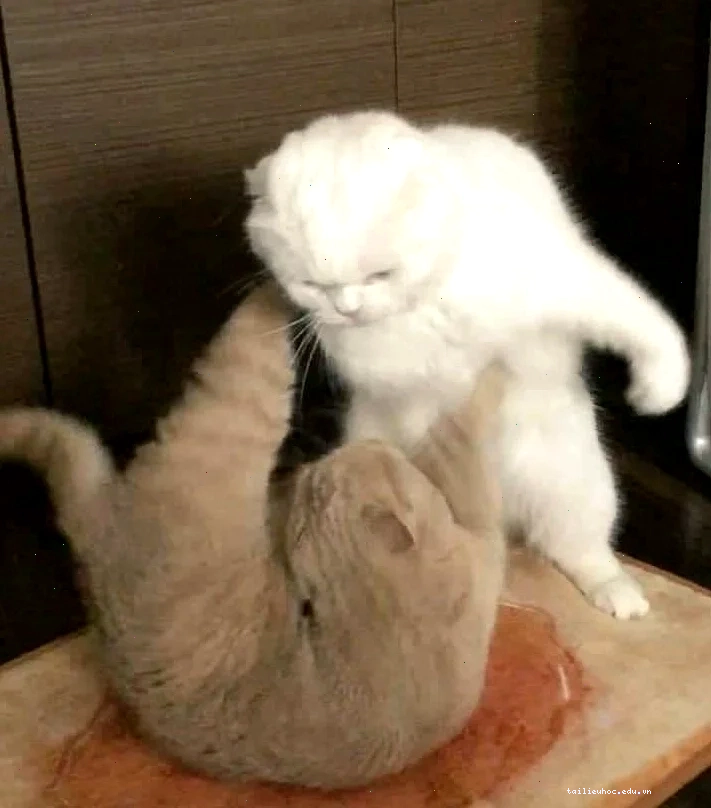 meme mèo đánh lộn meme mèo đánh lộn ngầu
