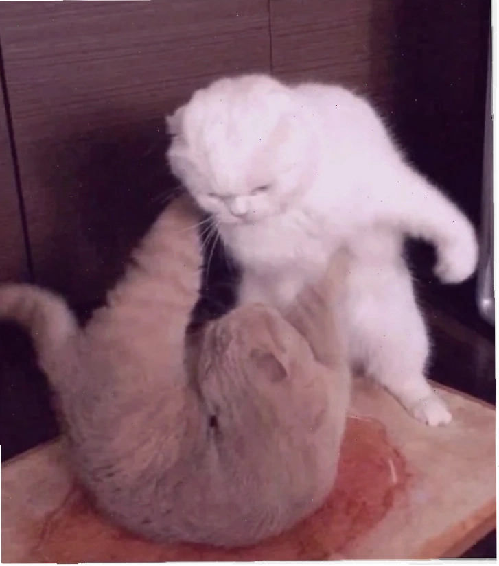 meme mèo đánh lộn meme mèo đánh lộn ngầu