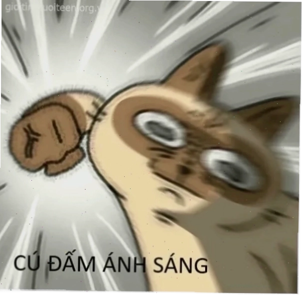meme mèo đánh lộn meme mèo đánh lộn phong cách hoạt hình