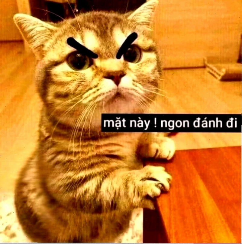 meme mèo đánh lộn meme mèo đánh lộn phong cách quyền anh