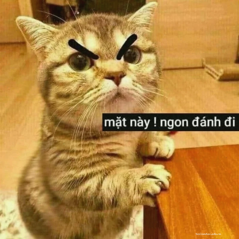 meme mèo đánh lộn meme mèo đánh lộn phong cách quyền anh