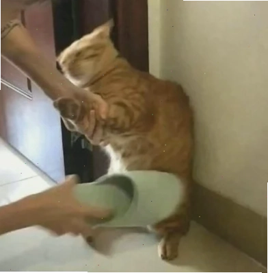 meme mèo đánh lộn meme mèo đánh lộn phong cách võ sĩ