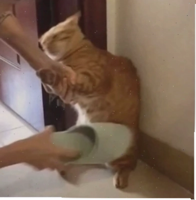 meme mèo đánh lộn meme mèo đánh lộn phong cách võ sĩ
